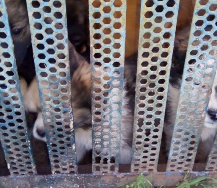 Собаки начали убивать друг друга на третий год заточения за забором в Краснодаре