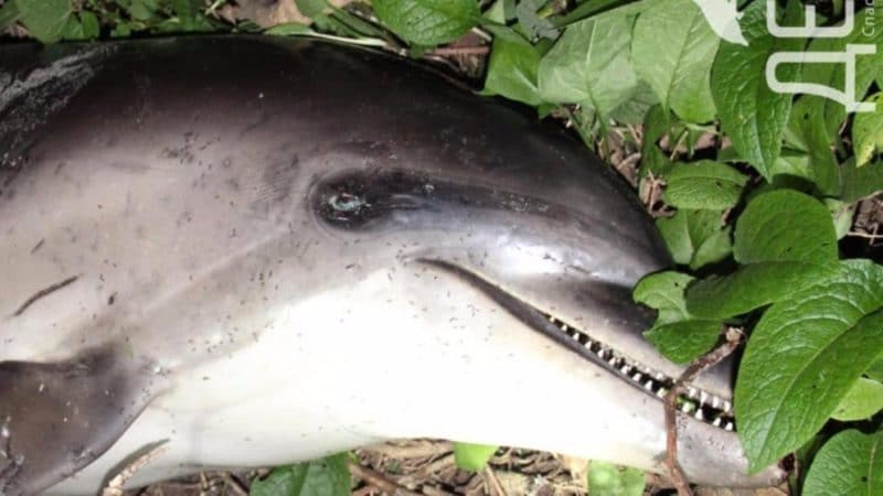 Мертвого дельфина нашли в лесу Сочи