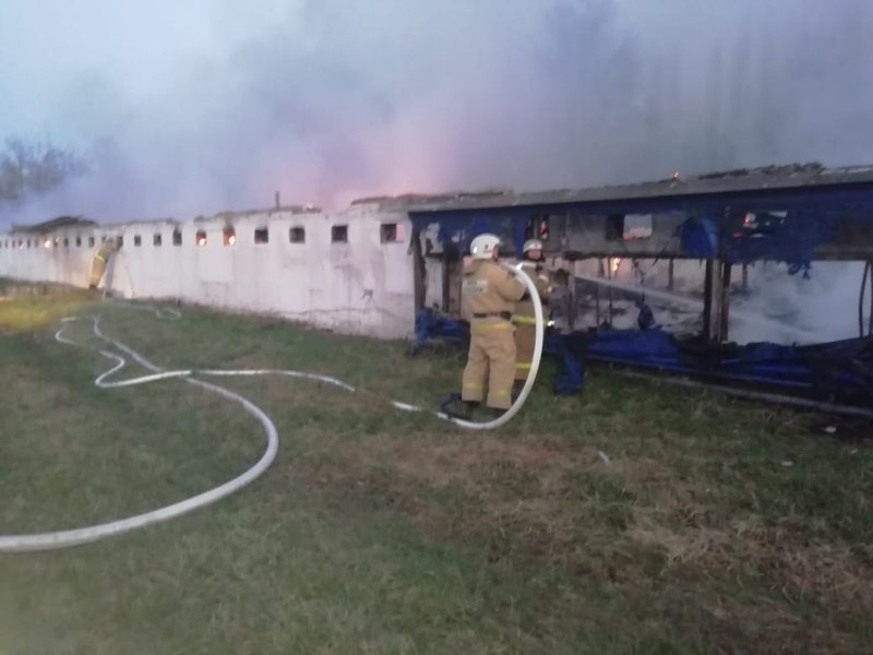 Крупный пожар на птицефабрике произошел на Кубани