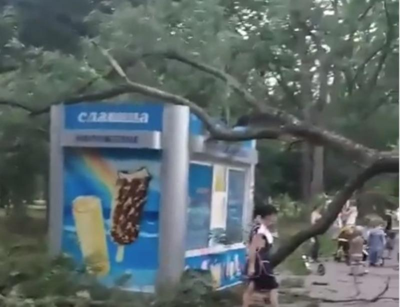 Огромное дерево упало на ларек с мороженым в парке Краснодара