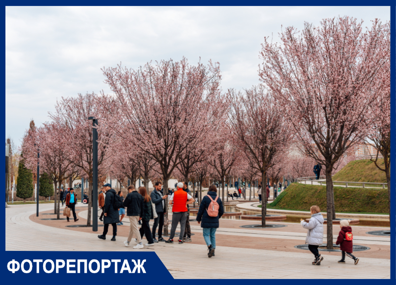 В парке Галицкого зацвели благоухающие сакуры: показываем «Краснодар» перед открытием Японского сада