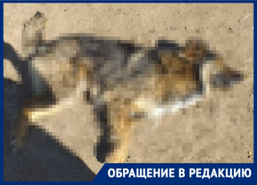  Неизвестные убили собак в Краснодаре прямо на улице 