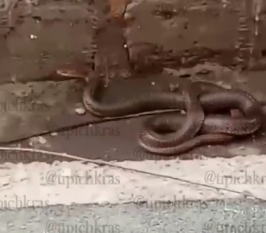 В Краснодаре большая змея напугала детей во дворе жилого дома