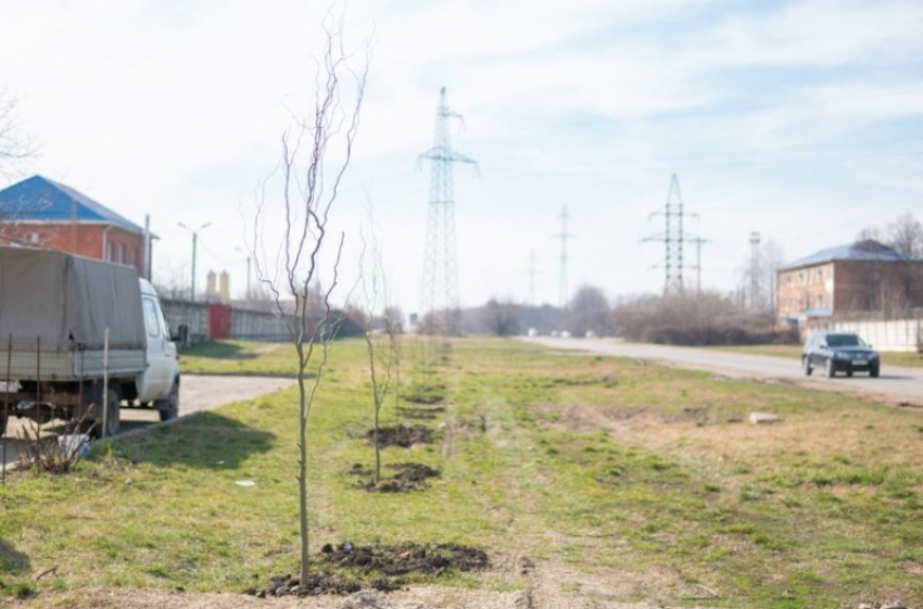 Весной в Краснодаре посадят около 5 тысяч деревьев 