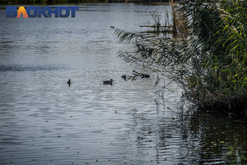 Начало весны принесет дожди в Краснодар