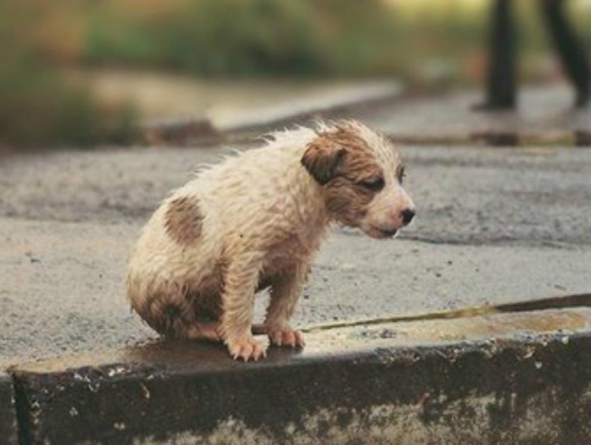 Власти Новороссийска вопреки законам разрешали убивать бездомных животных