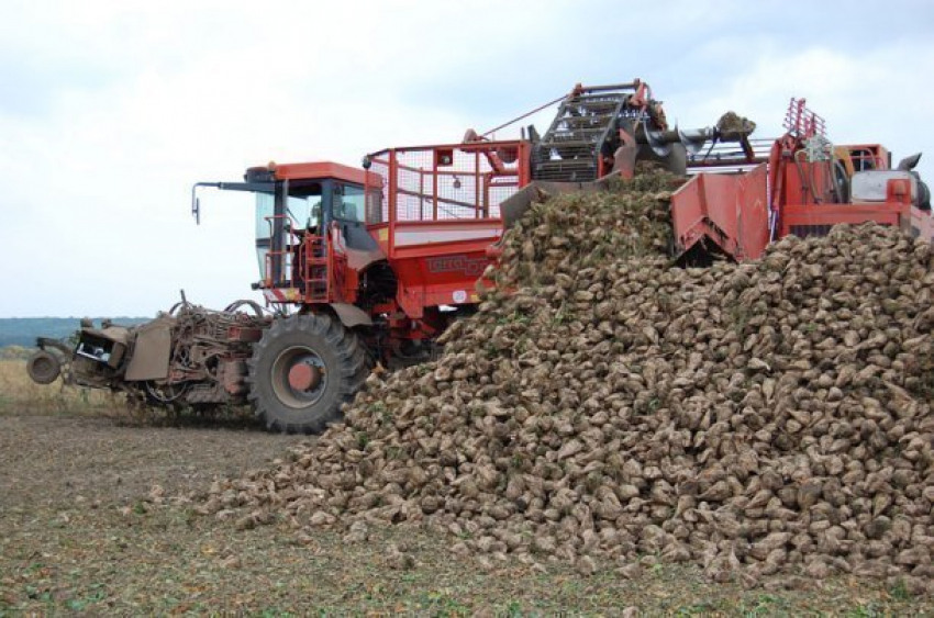  Более 10 млн тонн сахарной свеклы собрали на Кубани 