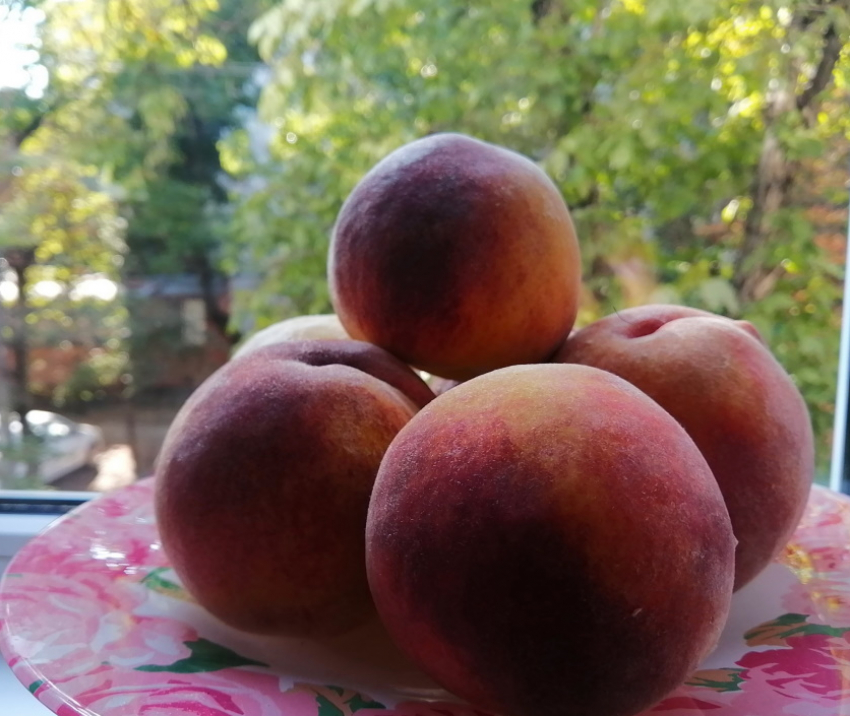 О пользе винограда, персиков, слив и алычи: интервью с врачом с Кубани