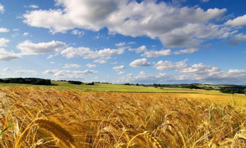 Сельхозпродукция Кубани будет выпускаться под единым брендом