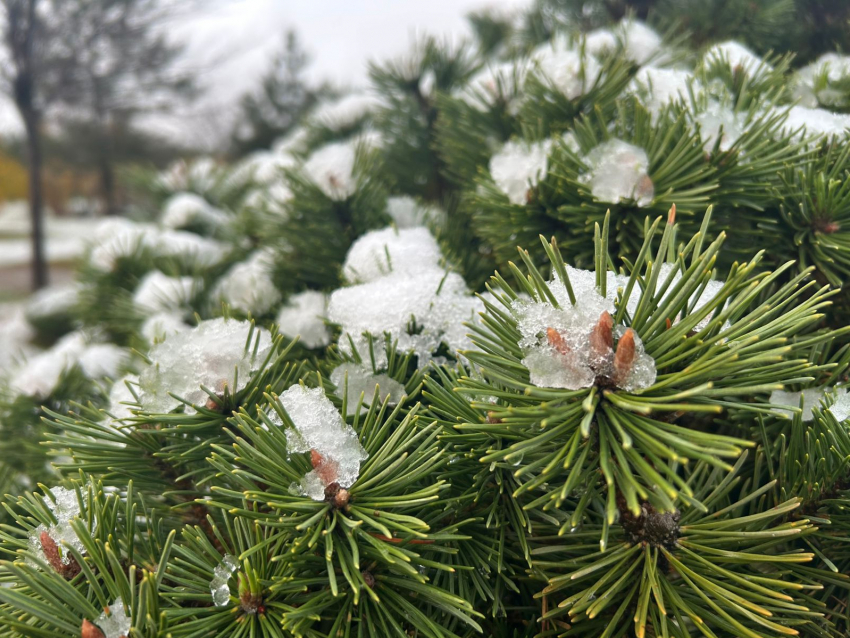 Снегодождь и ураганный ветер обрушатся на Краснодарский край