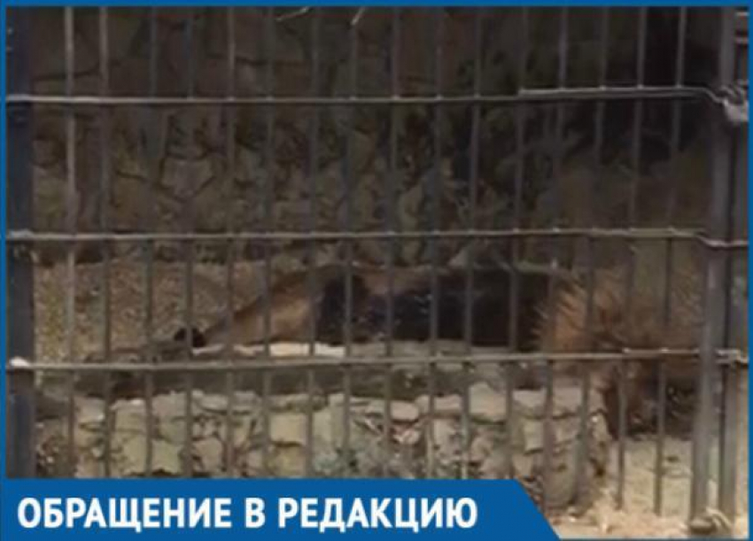 Краснодарцев возмутили условия содержания животных в Сафари-Парке 