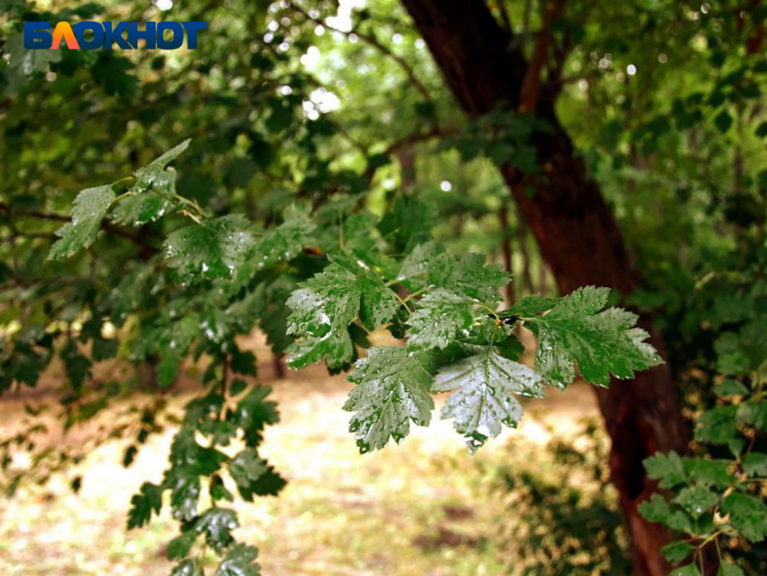 Период дождей вновь наступил в Краснодаре
