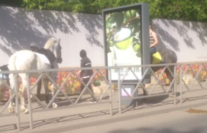 Наездницы скинули лошадиный помет под колеса машин в центре Краснодара