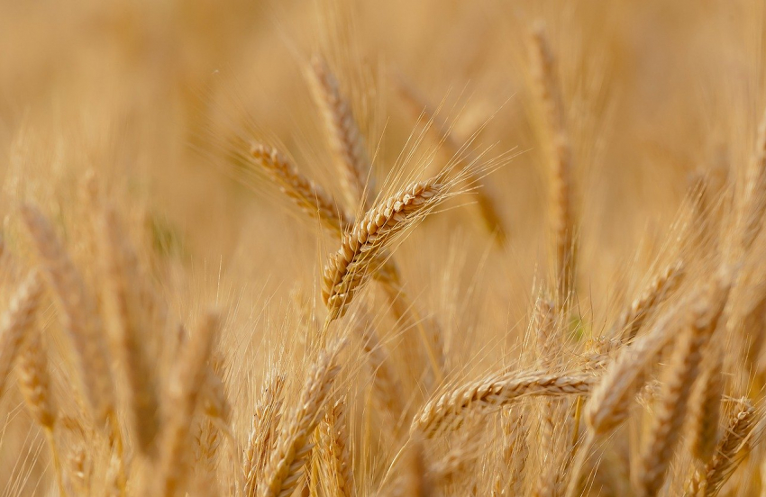 На Кубани обнаружили необоснованный рост цен на пшеницу