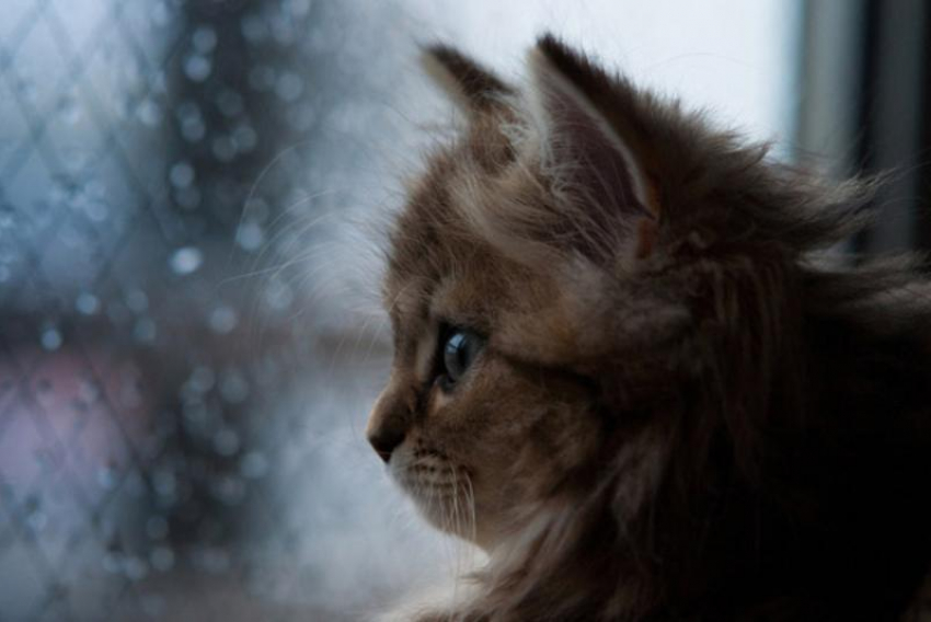 Кратковременные дожди с грозами прогнозируют синоптики Кубани