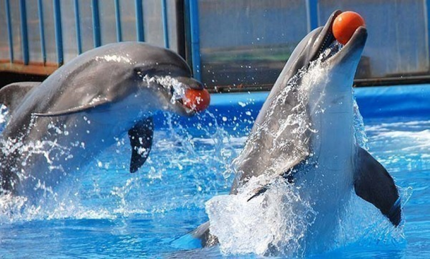 Дельфины определили порядок выступления конкурсантов «Новой волны» в Сочи