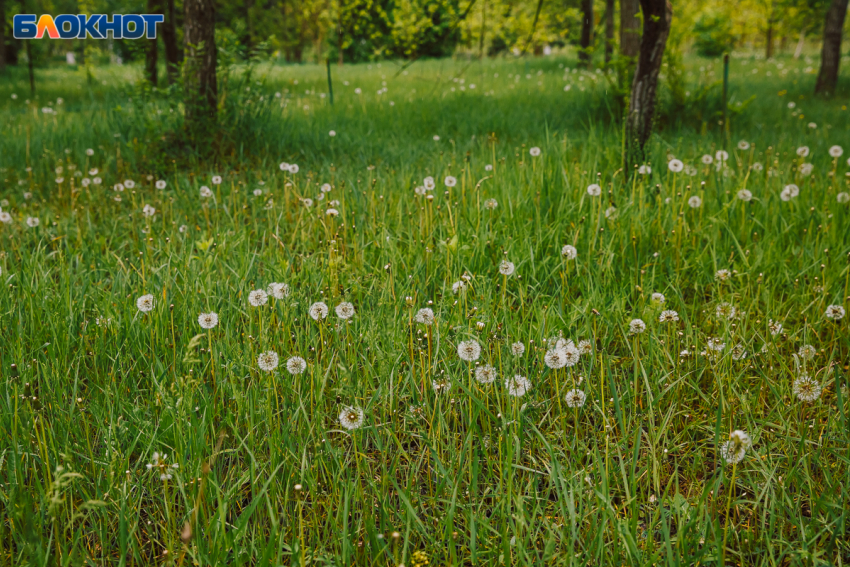 Новая зеленая зона в районе улицы Зиповской в Краснодаре появится в 2022 году