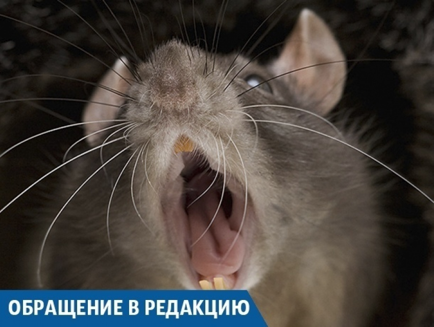  Крысы на свалках пугают краснодарцев