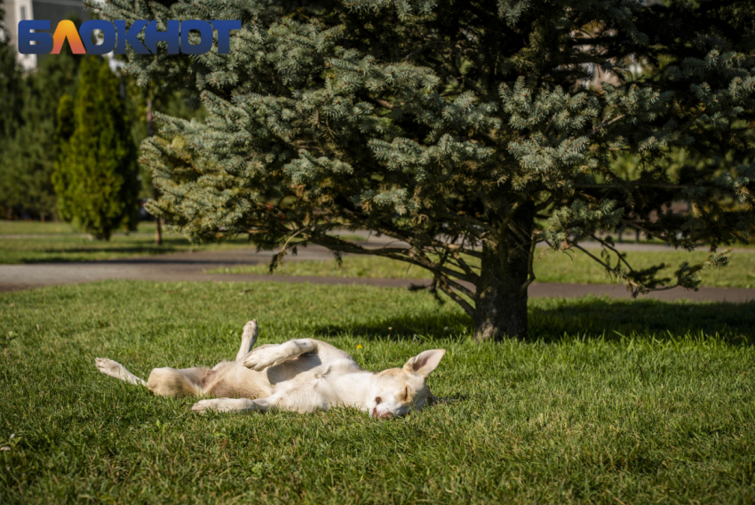 Бездомных собак отловят в шести районах Краснодара
