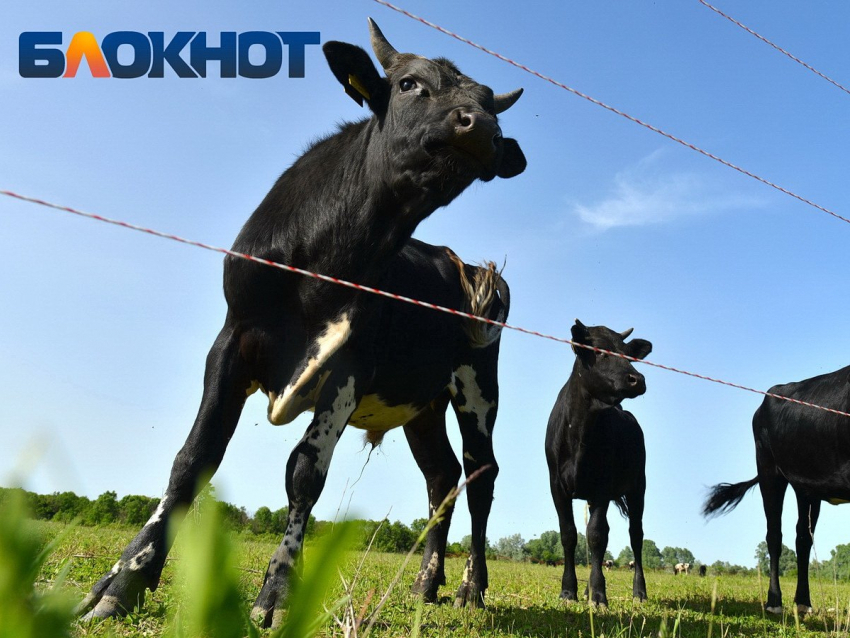Опасную инфекцию нашли у коров в станице Краснодарского края