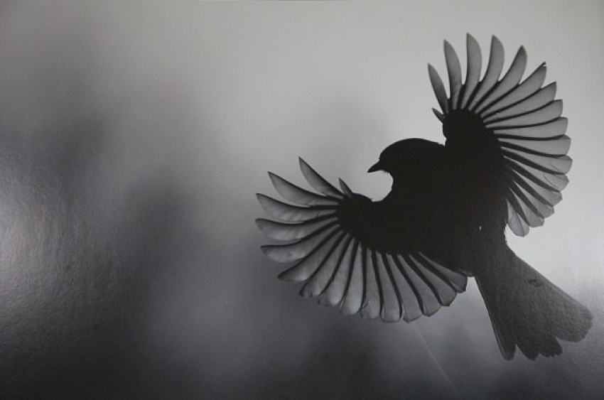 В Краснодаре открылась фотовыставка «Дикая природа России»