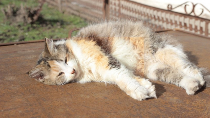  Чуть теплее и без дождей будет на Кубани в субботу 