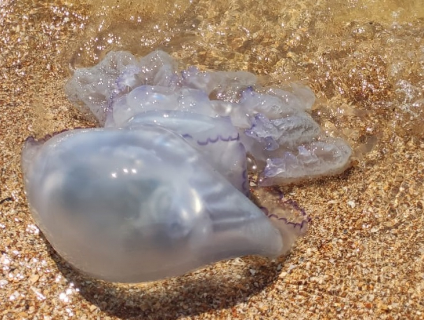 Краснодарцы не хотят купаться в Азовском море из-за нашествия огромных медуз-корнеротов