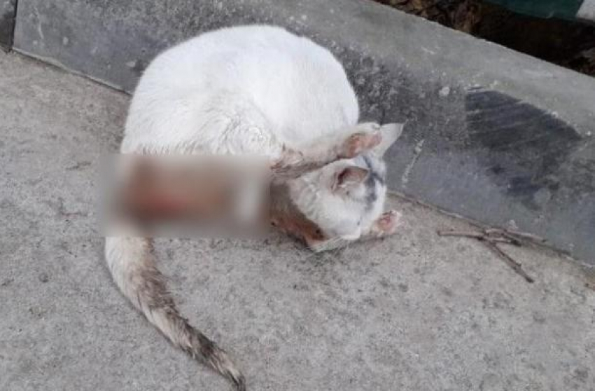 Изнасилованная в Новороссийске кошка идет на поправку