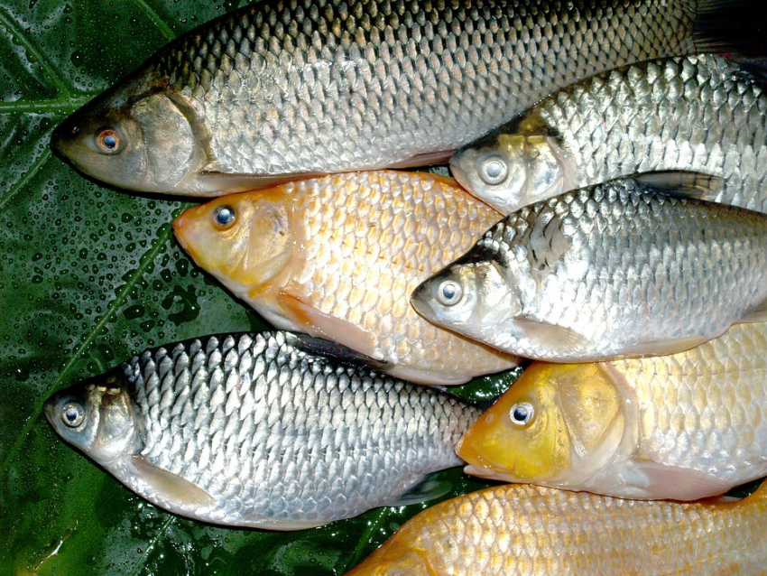В Ейске вынесен приговор браконьерам, наловившим рыбы на крупную сумму