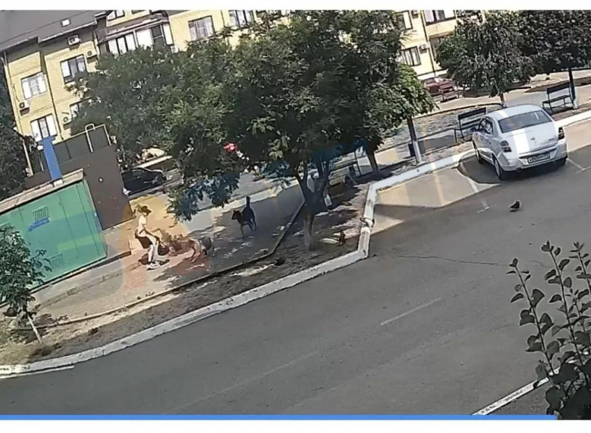 Генерал Бастрыкин взялся за ситуацию с атаками собак на детей в посёлке Краснодара