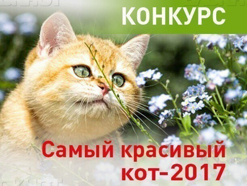 Стартовало голосование на самого красивого котика Кубани