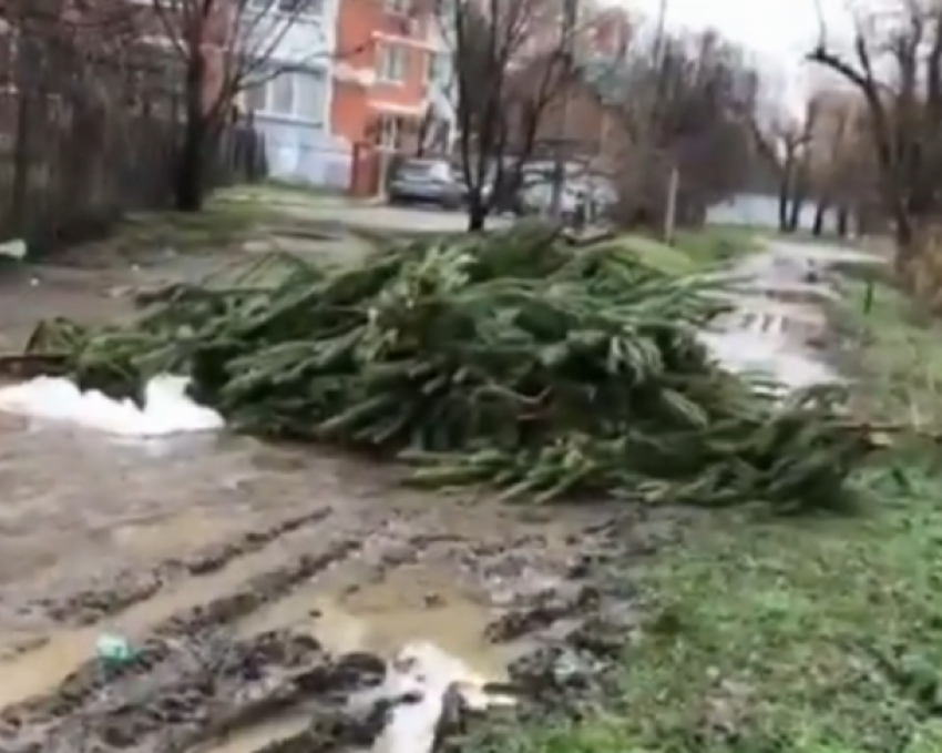 В Краснодаре выброшенные елки пустили на удобрения 