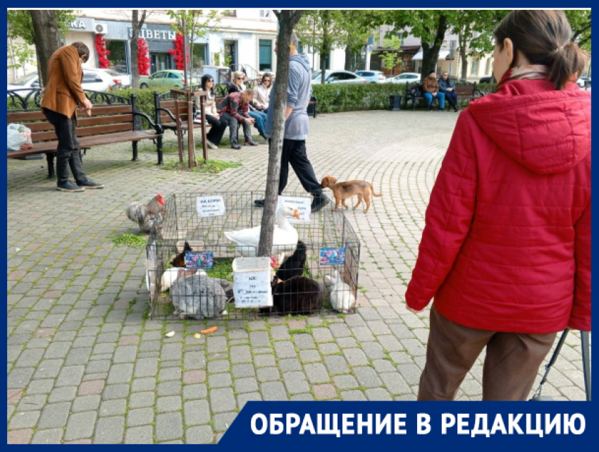 «Это просто заработок»: в Краснодаре устроили «зоопарк» в центре города 