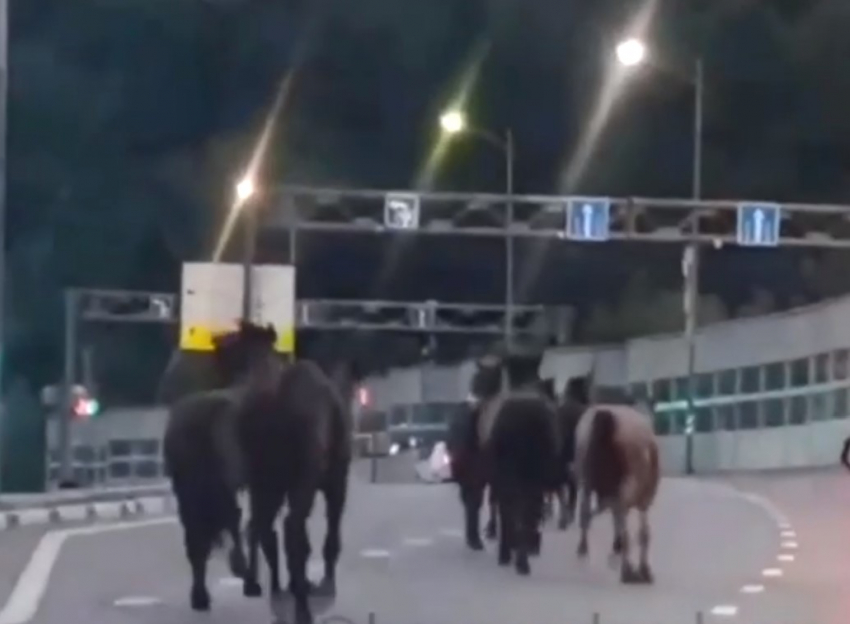 Агрессивная лошадь на трассе в Сочи лягнула автомобиль