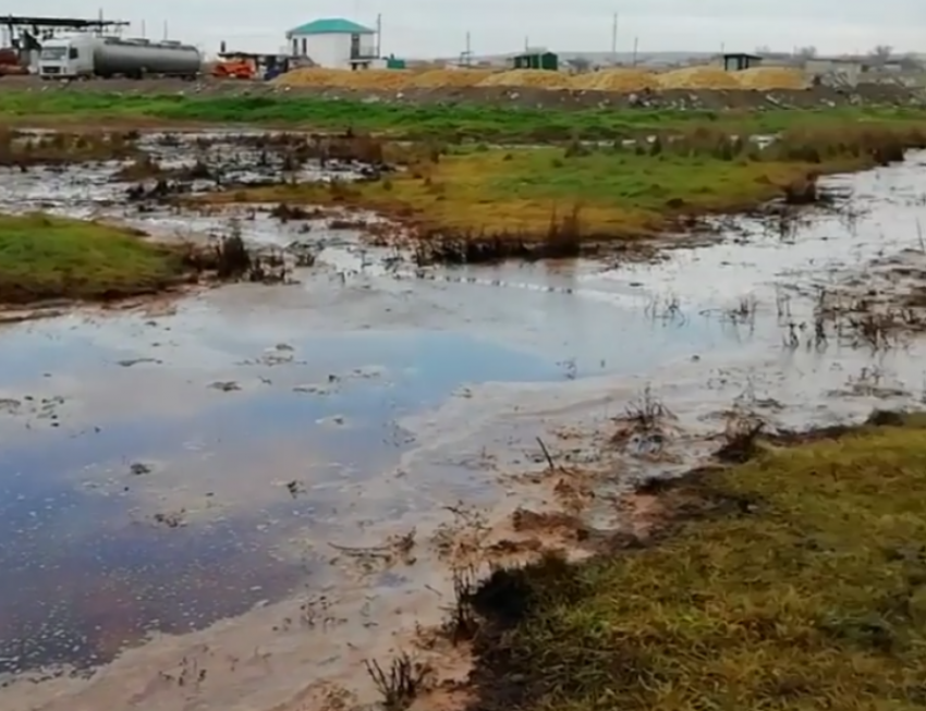  Сливы и тысячи квадратных метров загрязненной земли все-таки нашли в Темрюкском районе 