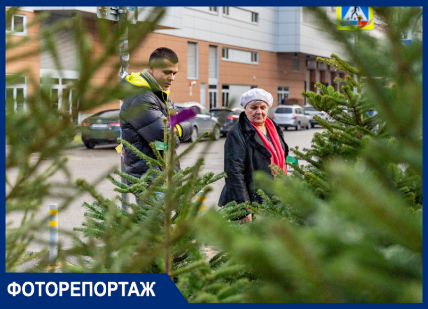 Показываем работу ёлочных базаров Краснодара: до 20 000 рублей за дерево