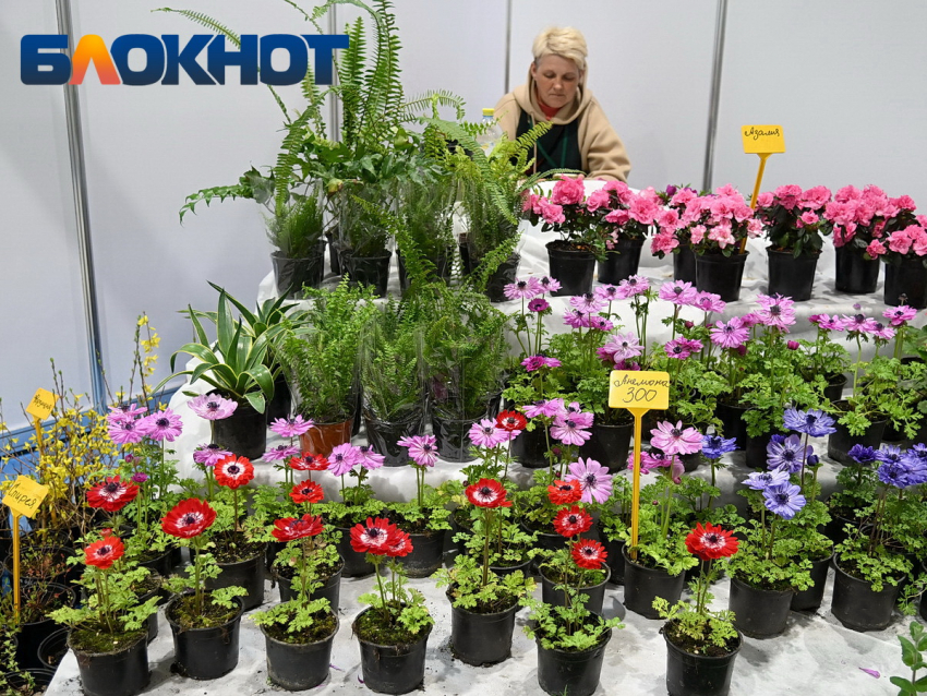 Осеннюю ярмарку саженцев и продуктов проведут в Краснодаре