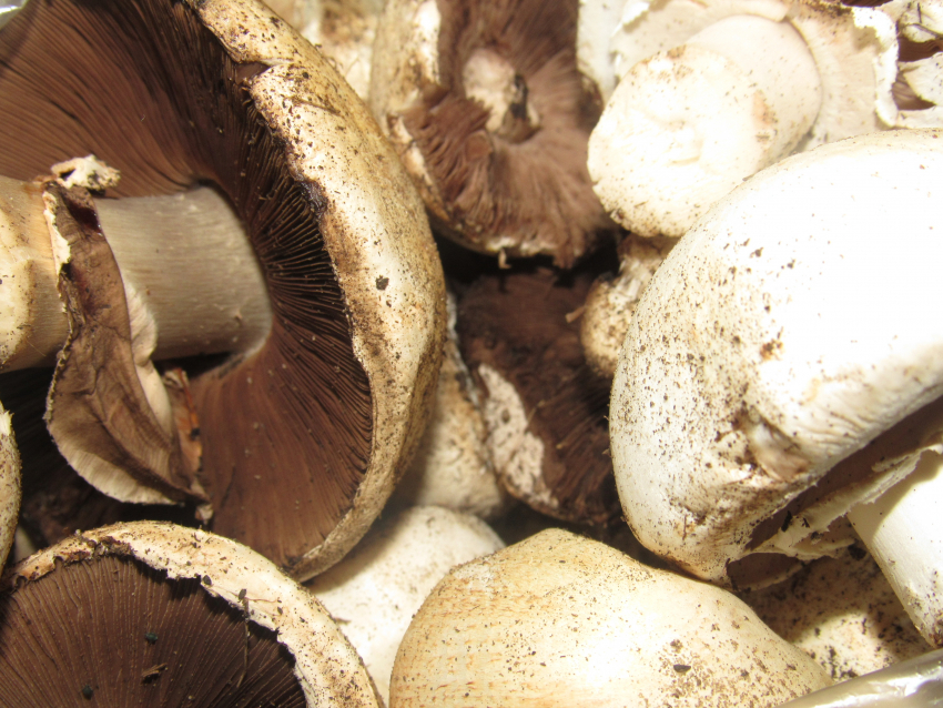 Краснодарцам грозит до 9 лет колонии за сбор редких грибов: список