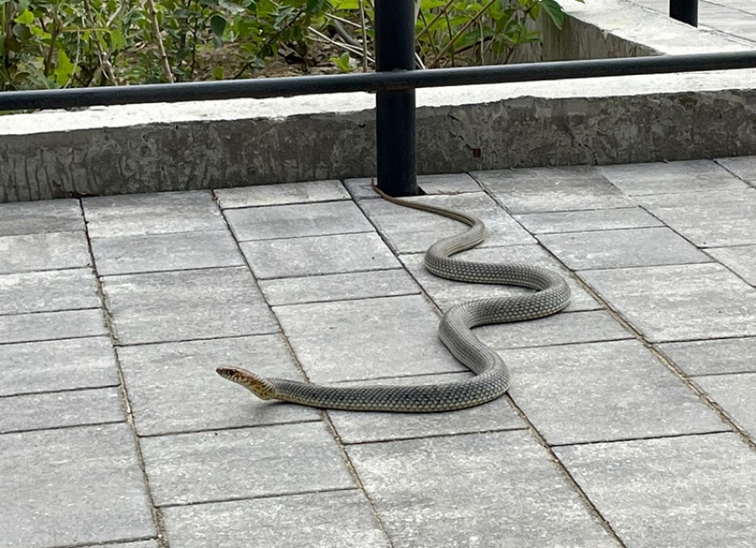 Большая змея устроила переполох на Николаевском бульваре в Краснодаре