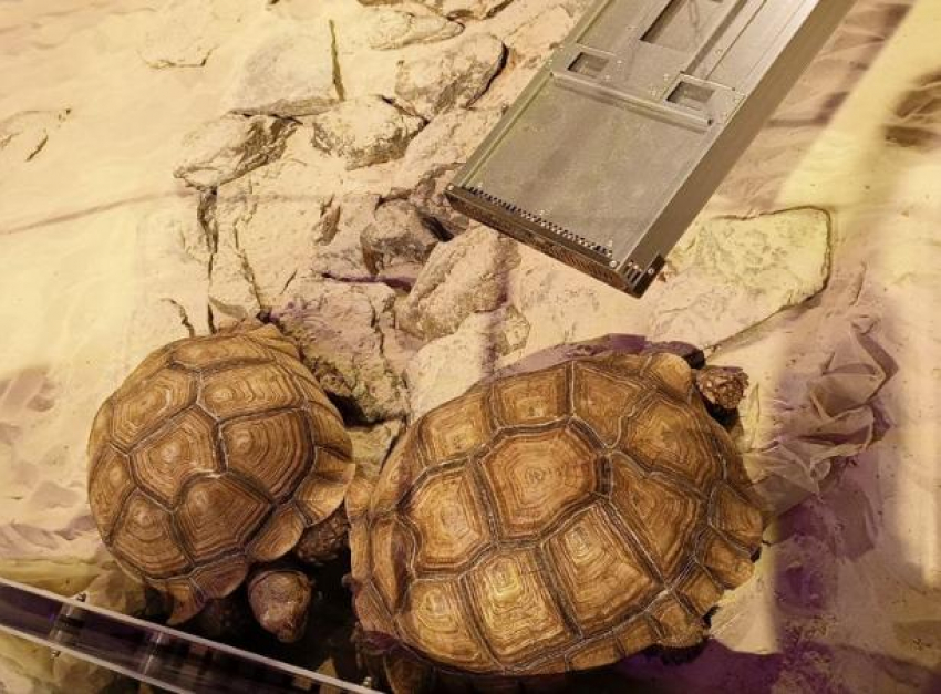 Огромные черепахи очаровали посетителей парка Галицкого 