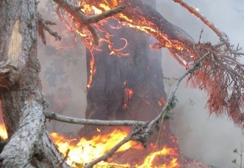 Под Новороссийском произошел лесной пожар