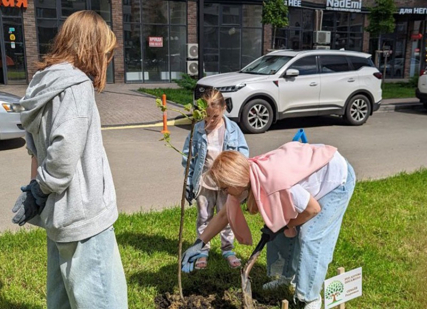 В Краснодаре «Новые люди» спасли деревья от вырубки и высадили аллею «Семейное дерево» 