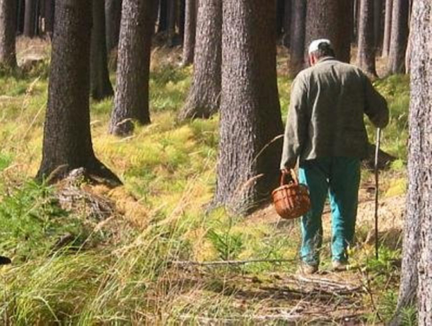 В Сочи в лесу загадочно исчез грибник