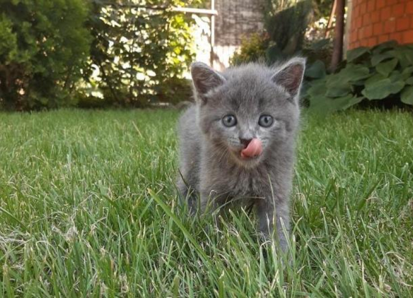 Сильные дожди, гроза и град не покинут Кубань 