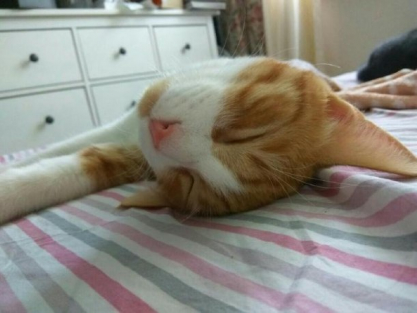  Жара и солнце ожидаются на Кубани 