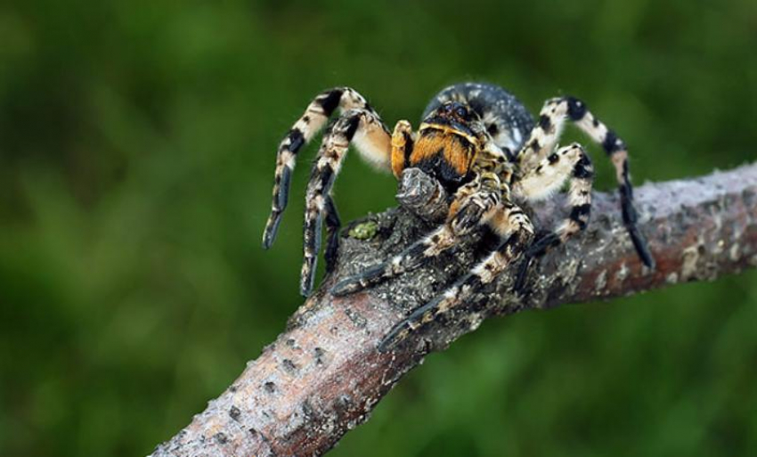 Зверье мое: паук-волк, южнорусский тарантул или Мизгирь и его жизнь на Кубани