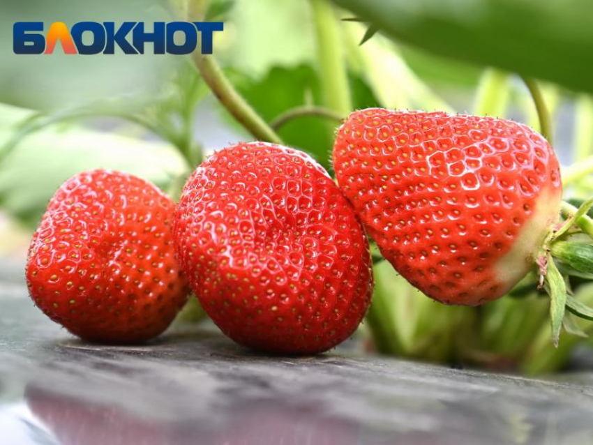 Как правильно выбрать клубнику рассказали жителям Краснодара 