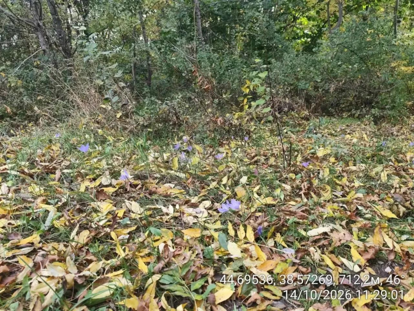 Поляны редкой пряности нашли на горе у Краснодара