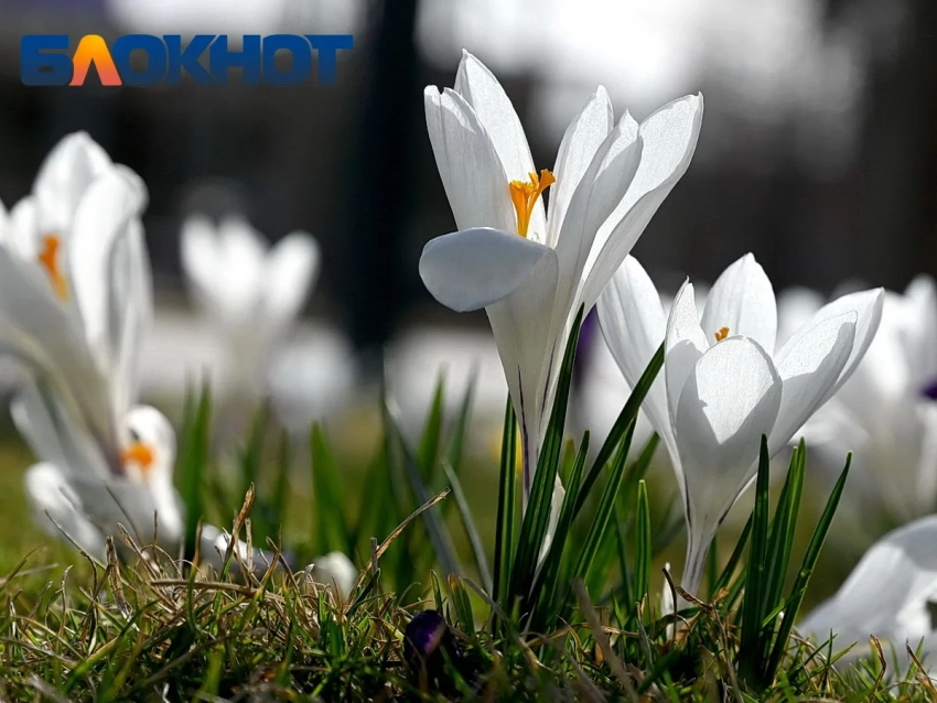 Первая рабочая неделя весны начнется с теплой и солнечной погоды 