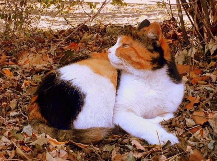 Выходные прошли и забрали с собой тепло: температура воздуха на Кубани снизится